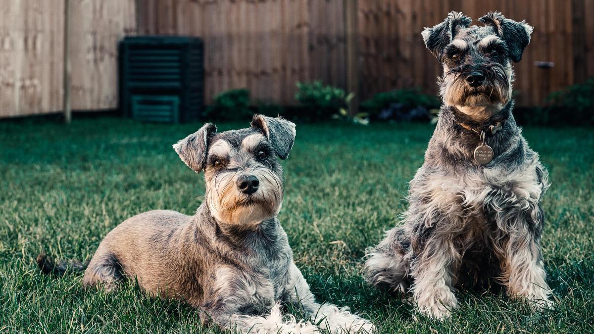 El estudio de Ideker señala cómo calcular la edad de un perro.