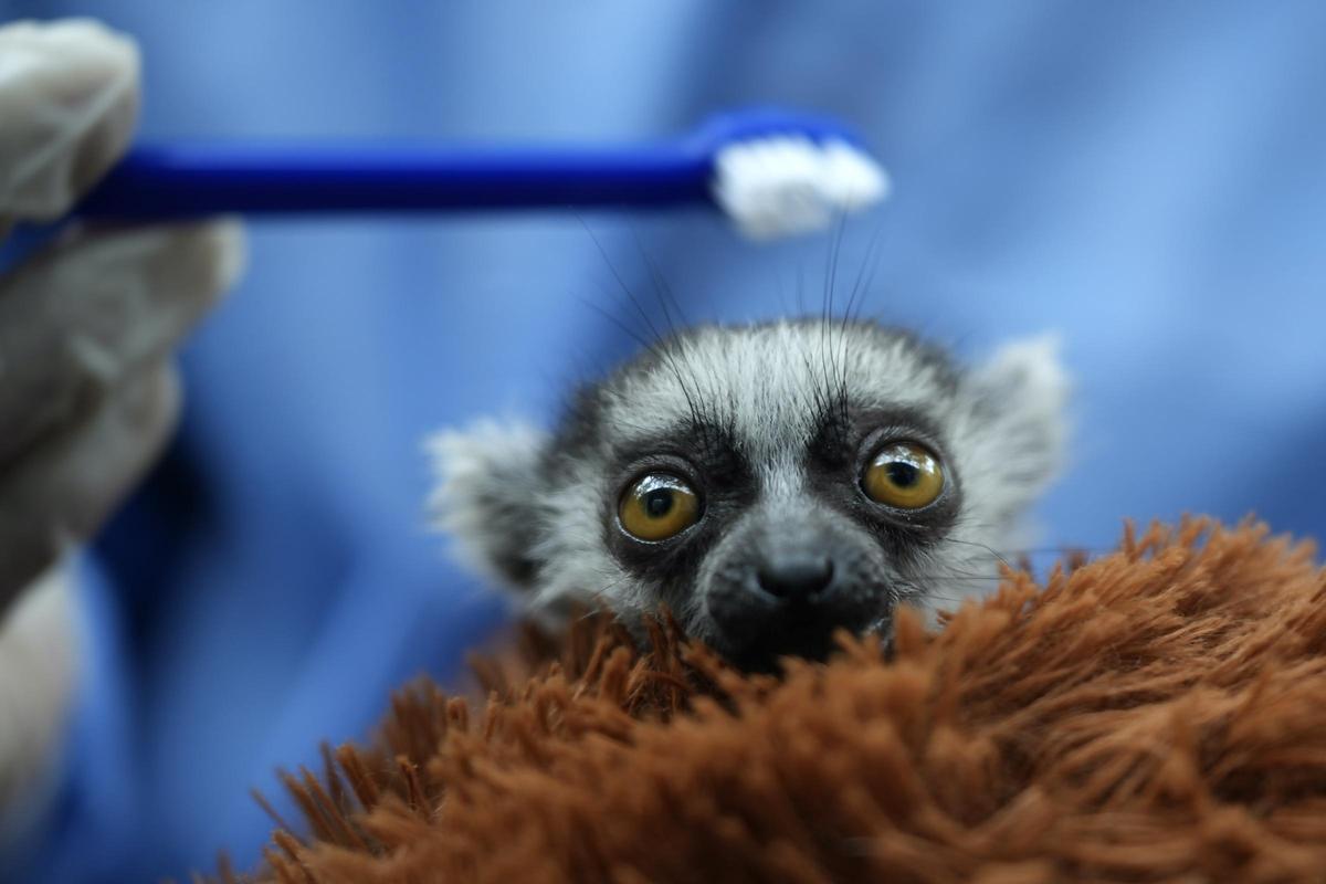 Aferrado a un peluche, una cría de lémur sale adelante en el suroeste de Colombia