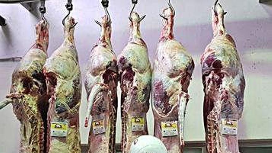 Canales de animales sacrificados en un matadero.