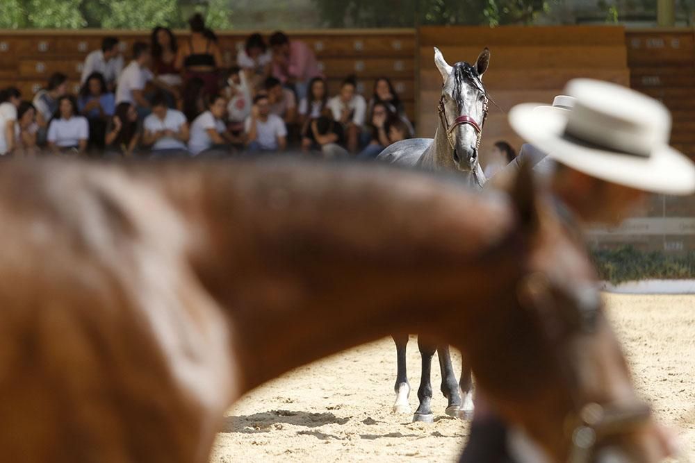 Cabalcor echa a andar con el concurso morfológico