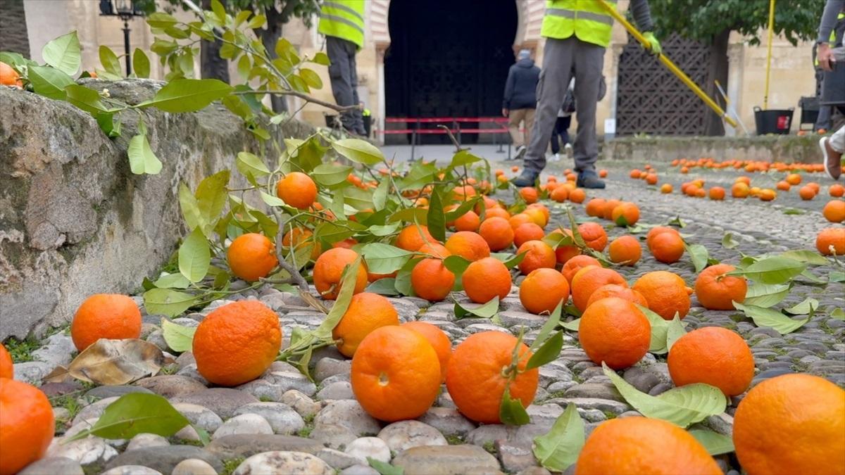 Naranjas en el Patio de los Naranjos de la Mezquita Caterdal de Córdoba.