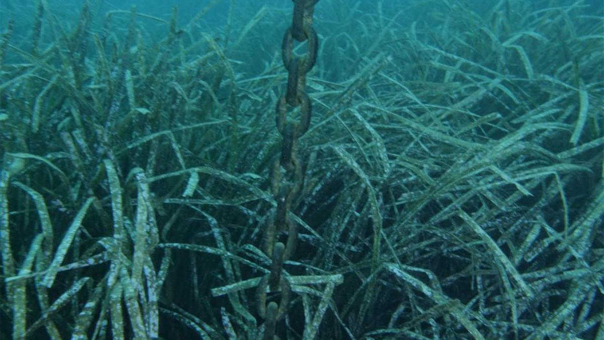 Estructura fijada en la posidonia.