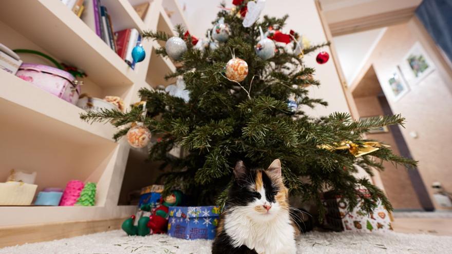 Gatos vs. árboles de Navidad: cómo conseguir que tu felino no destroce la decoración este año