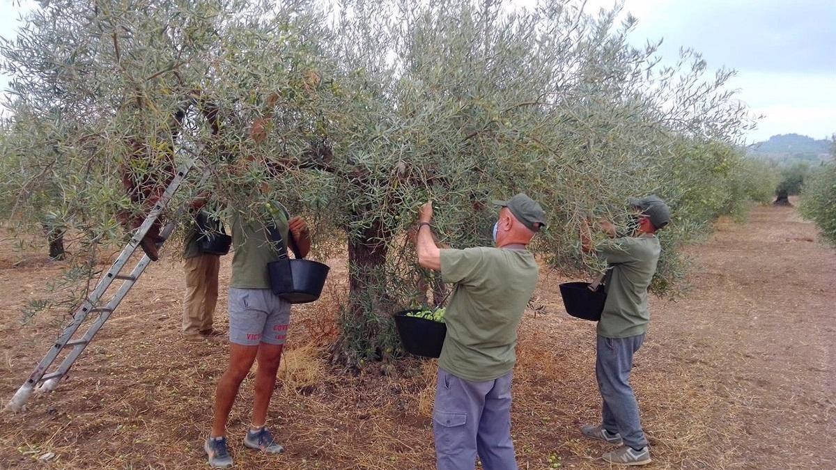 Arranca la campaña de la Aceituna Aloreña en Alhaurín el Grande