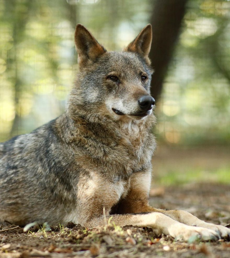 Grupos ecologistas reclaman &quot;respeto a la ciencia frente a la demagogia contra el lobo&quot;
