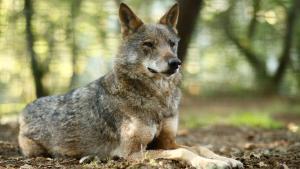 El Gobierno desconvoca la Conferencia Sectorial sobre el lobo del próximo martes