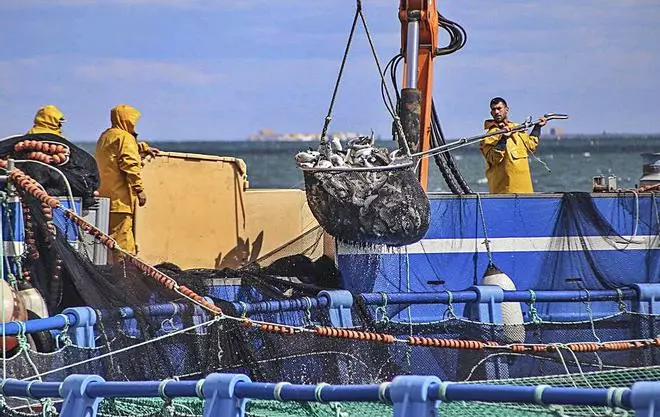 Pilar de la Horadada acogerá su segunda granja marina de engorde de doradas