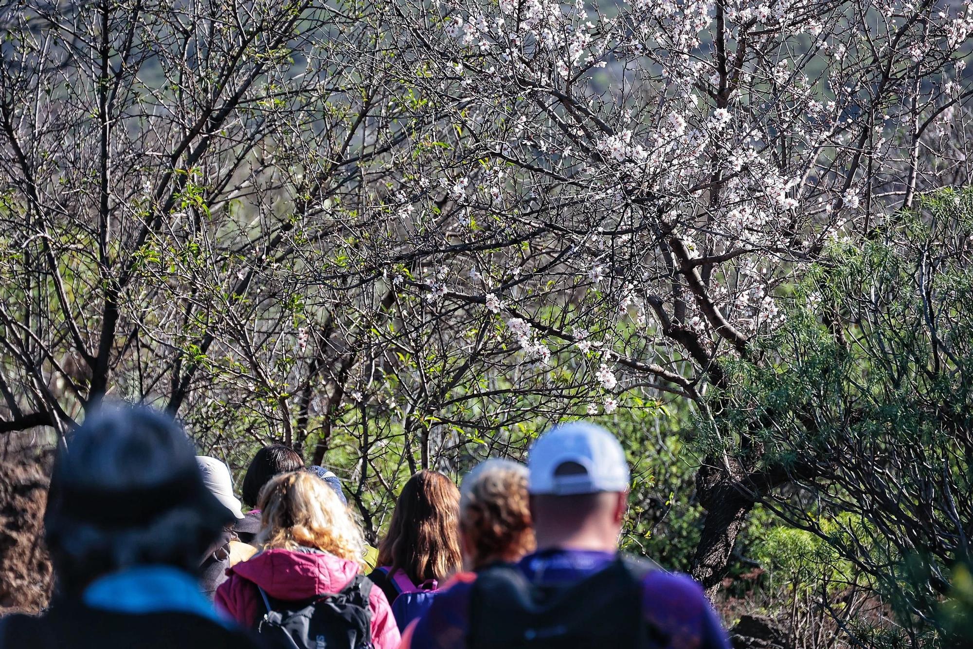 Pateos para ver el almendro en flor