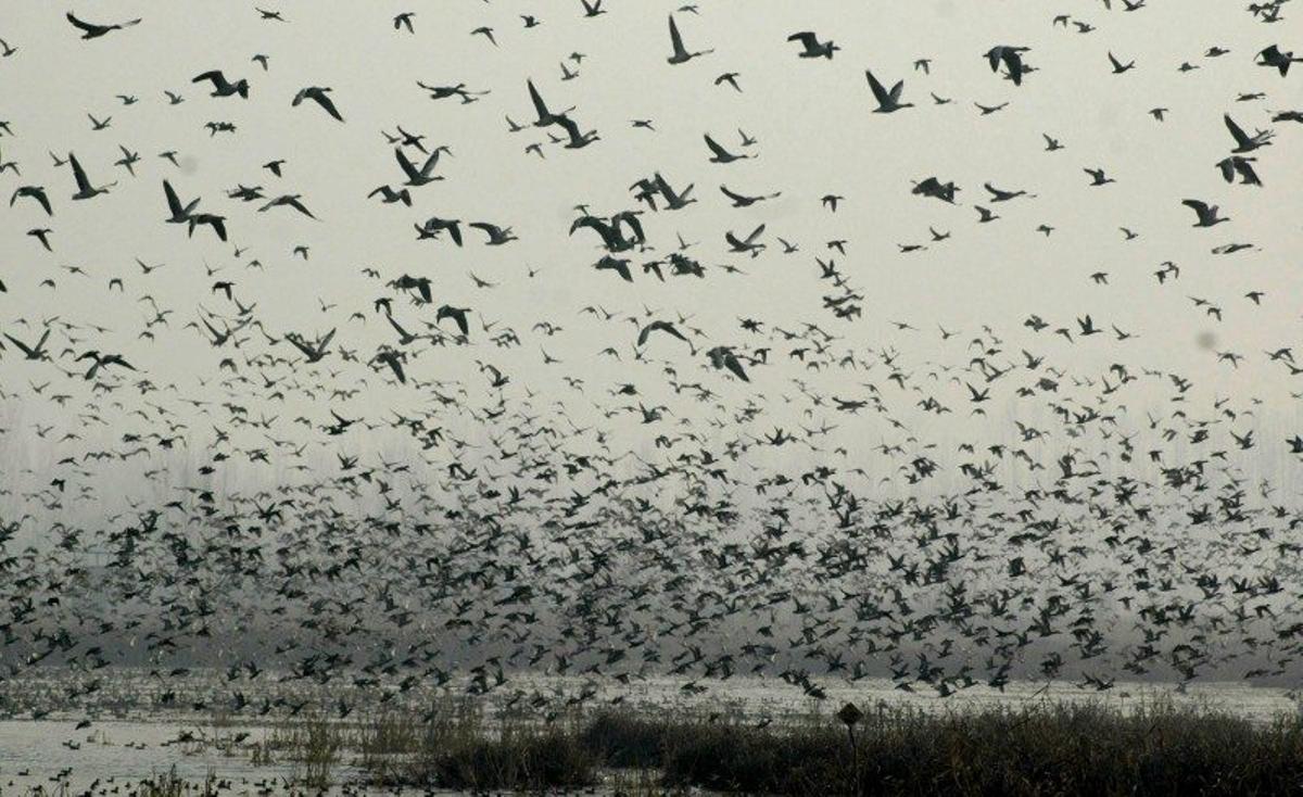 Aves migratorias.