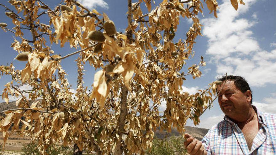 El PSOE exigirá ayudas para los agricultores del Vinalopó ante la sequía