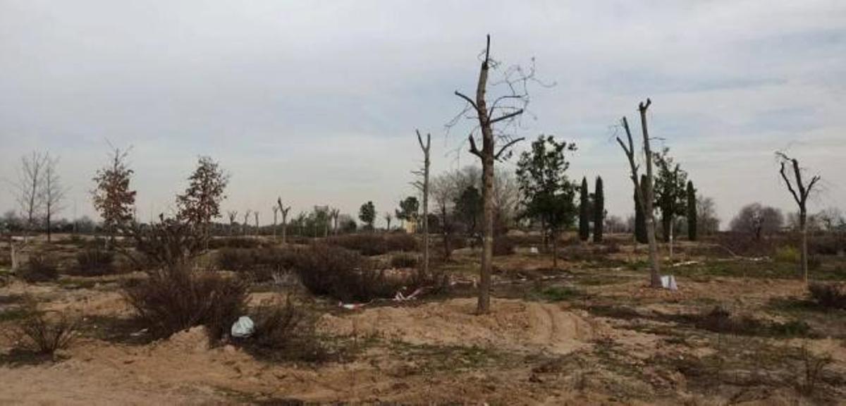 Trasplante de árboles en Valdebebas con pocas posibilidades de arraigo puesto que son árboles maduros