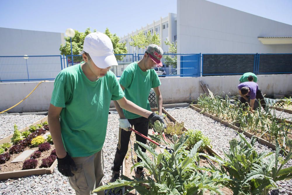 Hort interdisciplinari a l'IES Maltide Salvador de Castelló