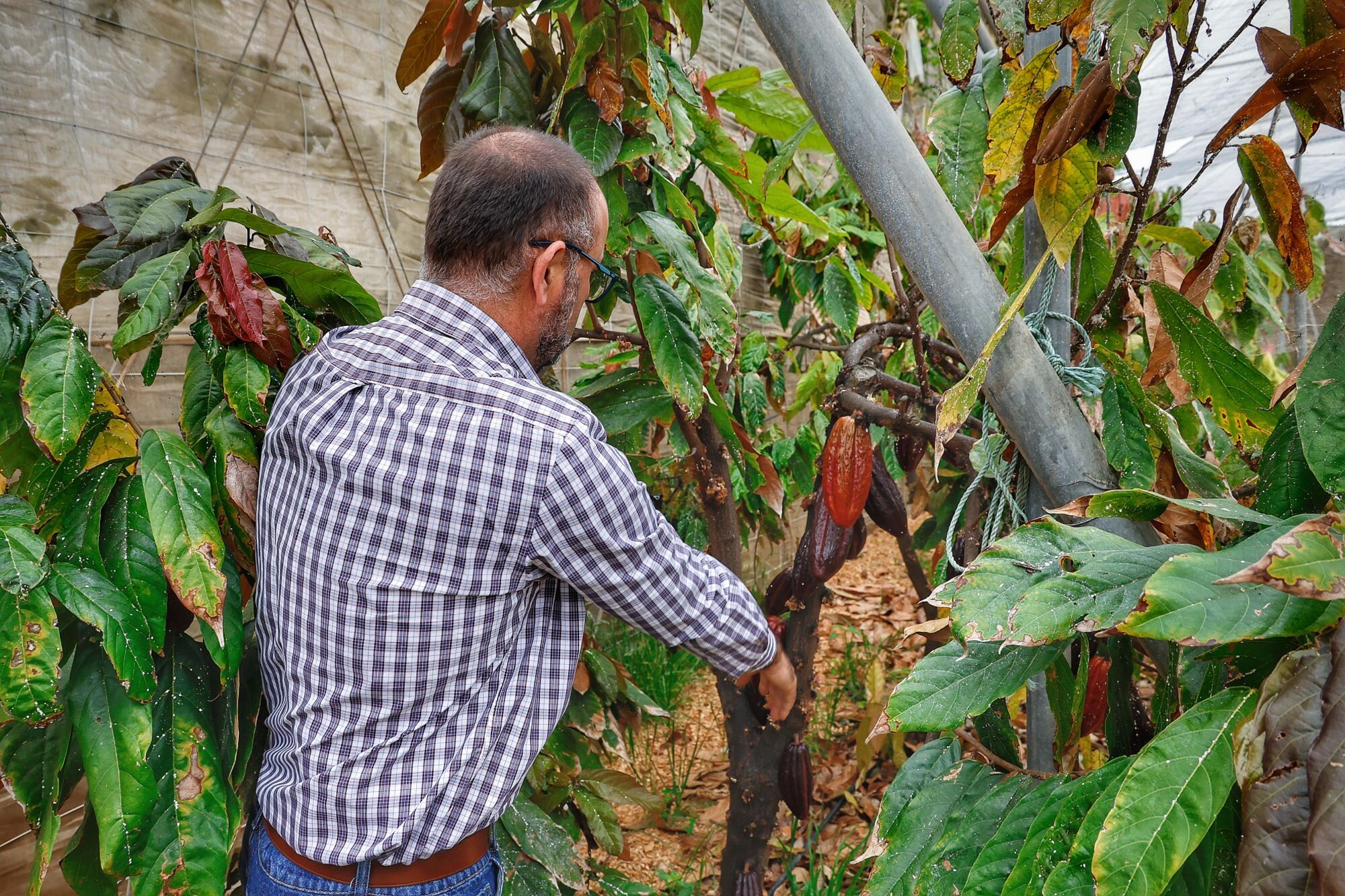 Finca de cacao en Valle de Guerra