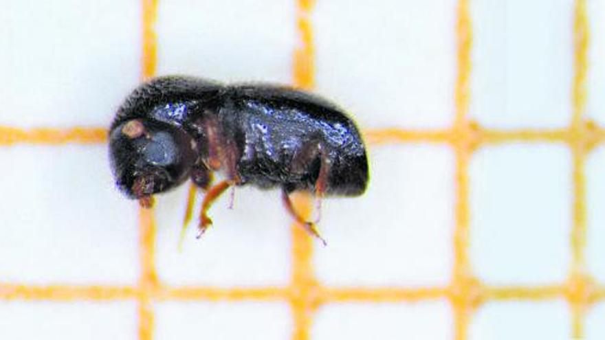 Este escarabajo, originario de Asia, asola los ecosistemas mediterráneos. | UIB