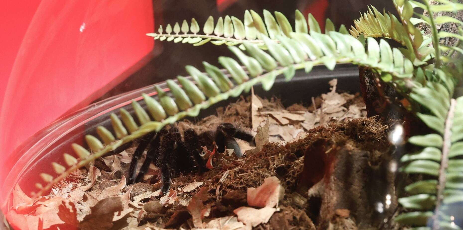 Así es la nueva exposición de animales venenosos en el Acuario de Gijón (en imágenes)