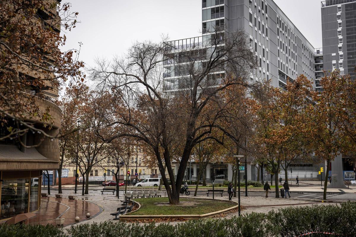 Olmo singular situado en la entrada del barrio de La Almozara.