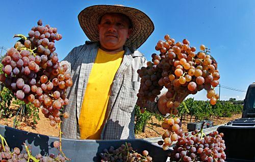 Weinlese auf Mallorca