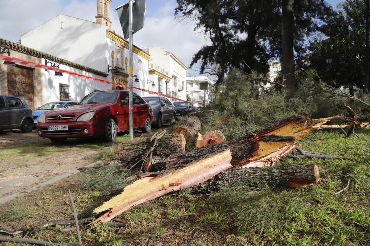 Estado del árbol caído sobre varios coches en La Magdalena.