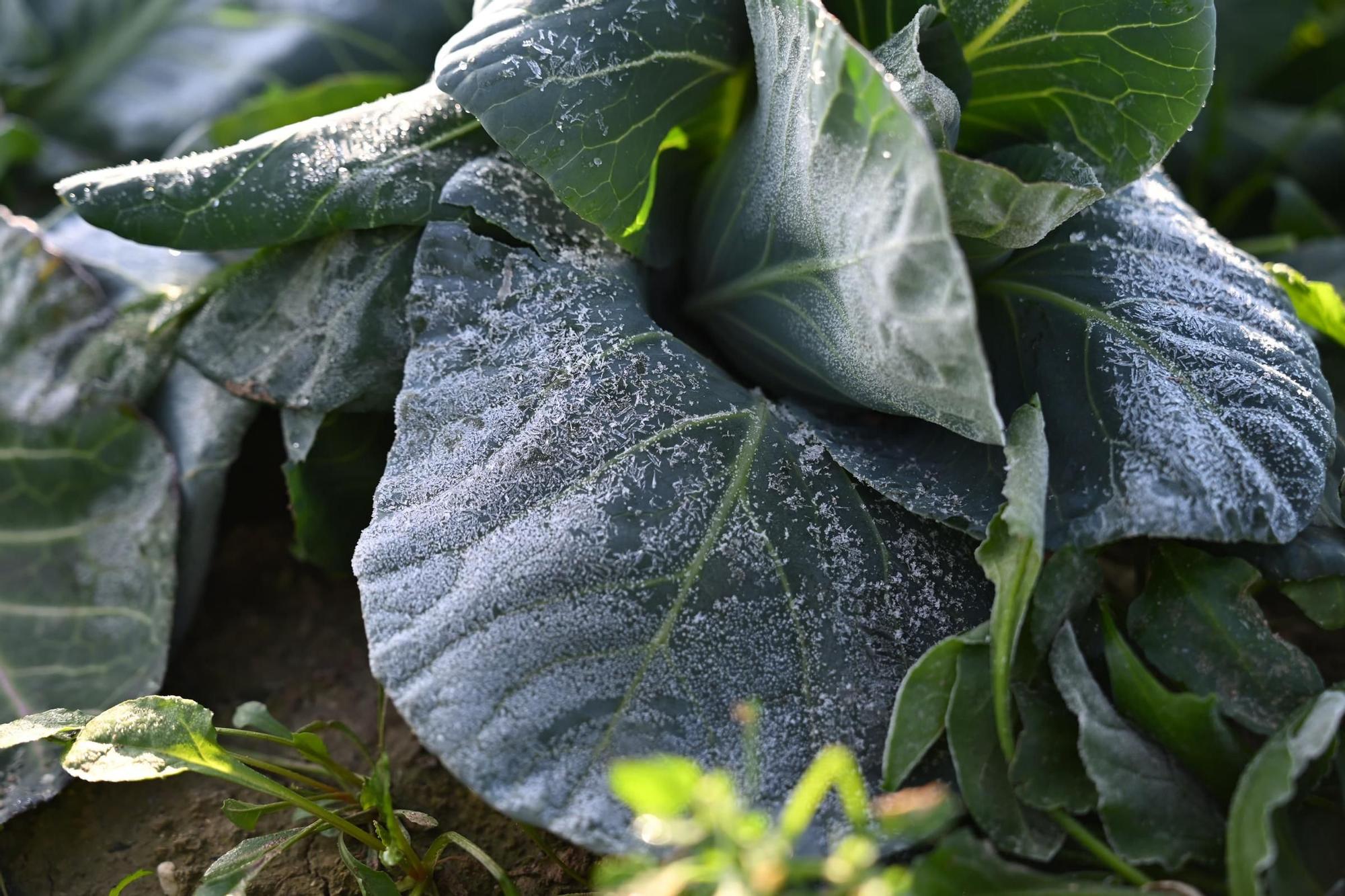 Así han amanecido muchos cultivos de la Vega Baja y el Camp d'Elx: bajo la escarcha