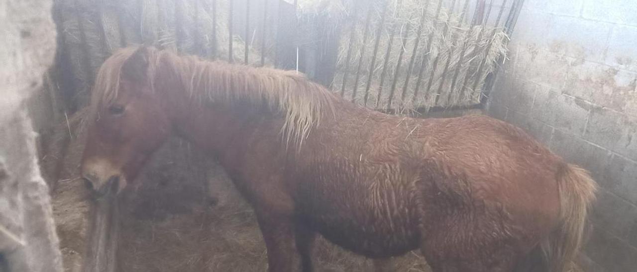 La yegua, en un box del recinto ferial de Santullano.