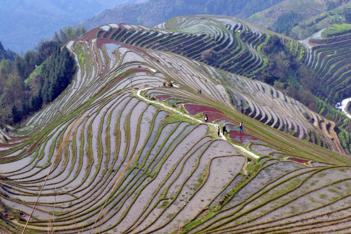 Las terrazas de arroz vistas desde la cumbre, China.