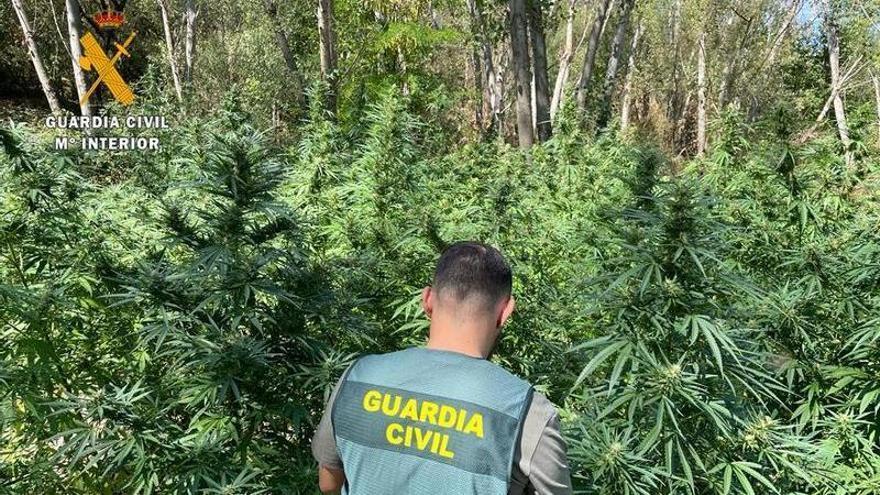 Un agente de la Guardia Civil se adentra en la plantación de marihuana desmantelada.