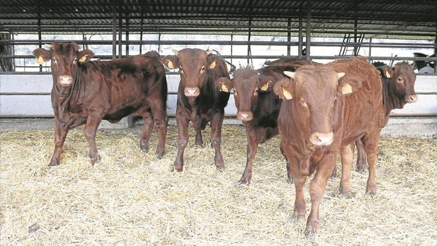 Los veterinarios han prescrito 30.000 fármacos para ganado desde enero