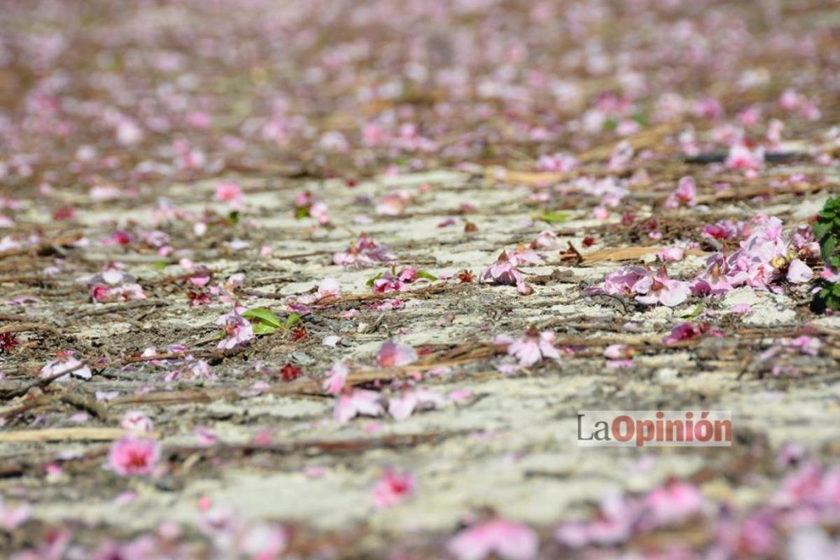 Comienza la Floración de Cieza