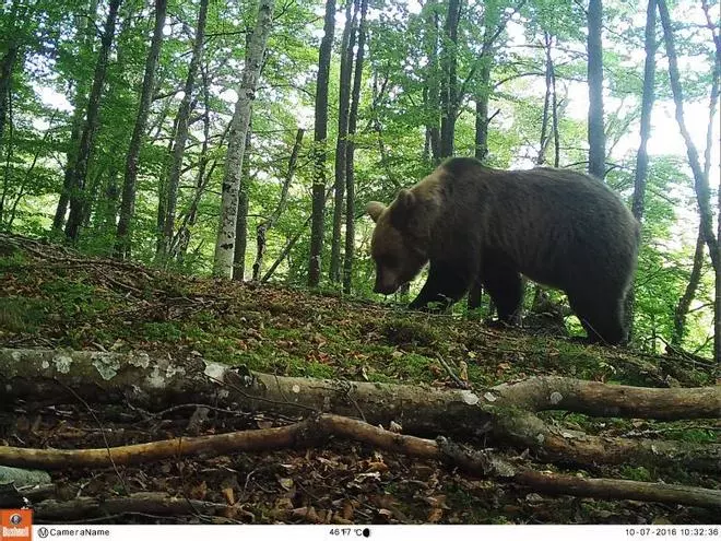 Los ganaderos replican al Principado que el oso “ya está asentado” en el parque de Redes