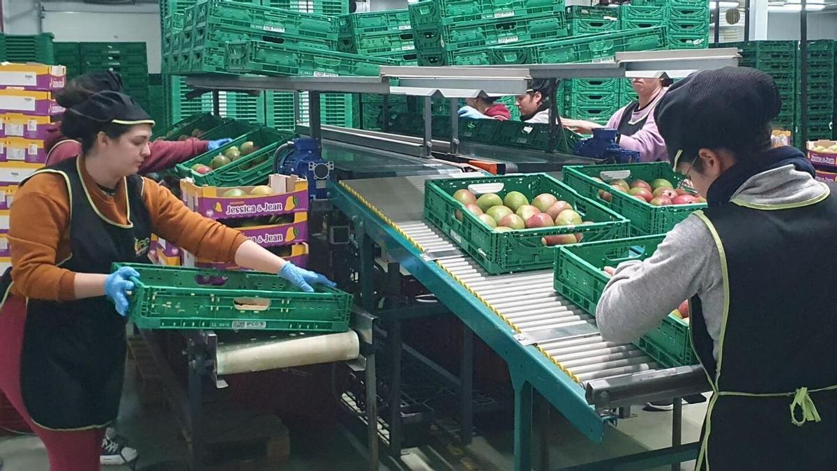 Planta de envasado de aguacates en la capital de la comarca de la Axarquía, Vélez-Málaga.