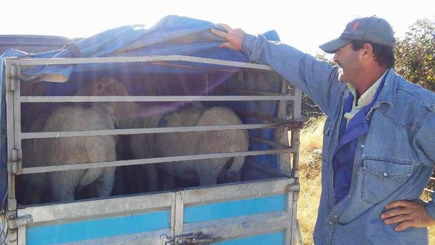 Miguel Ángel Manzano muestra algunas ovejas heridas.