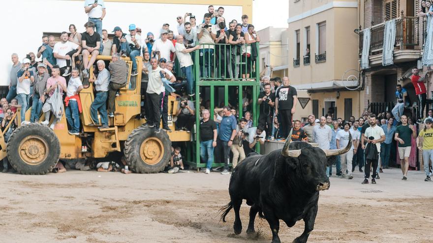 El Natural premia dos ‘bous’ de Sant Vicent y Sant Antoni Abad como los mejores de la Vall