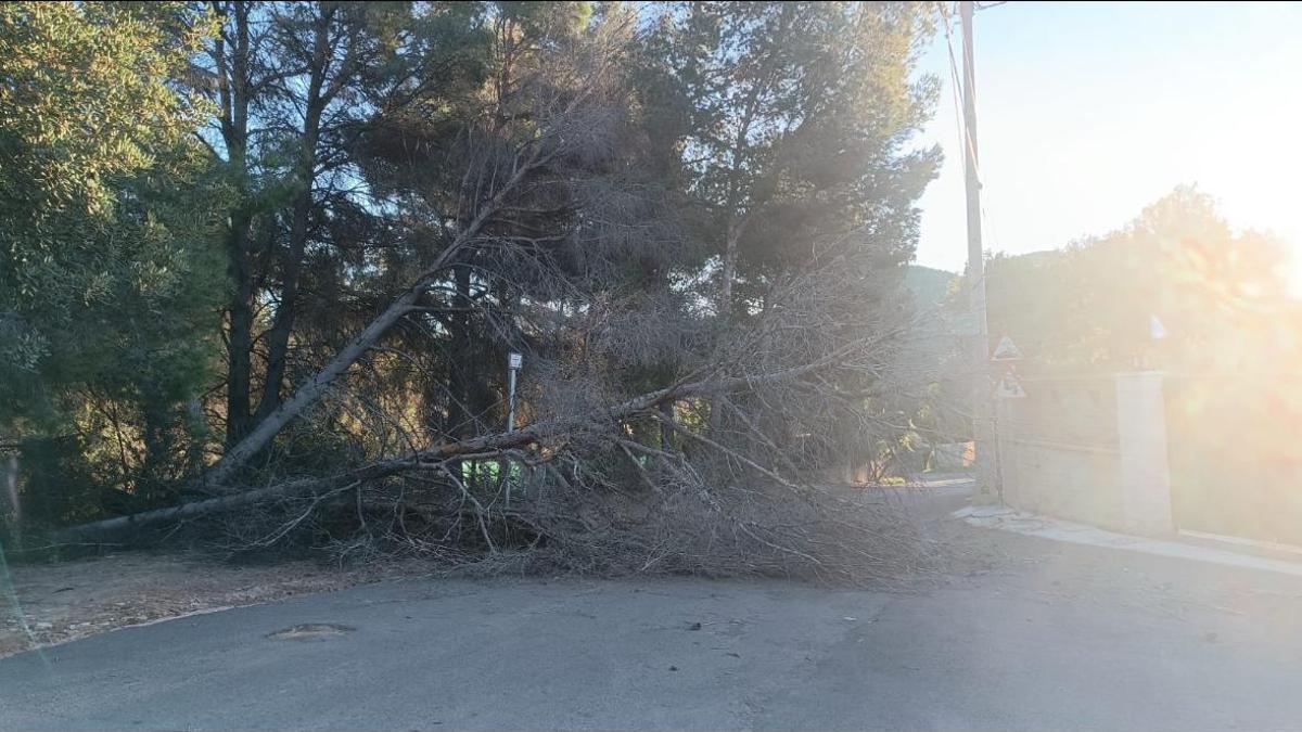 Árbol en la calzada en Gilet.