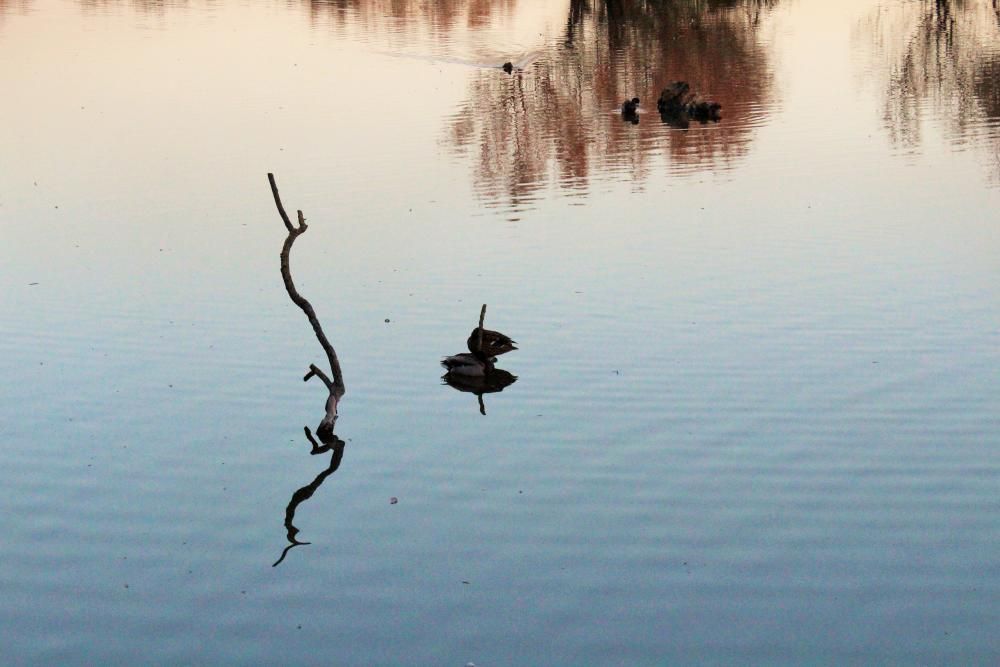 Posta de sol als Aiguamolls de l''Empordà