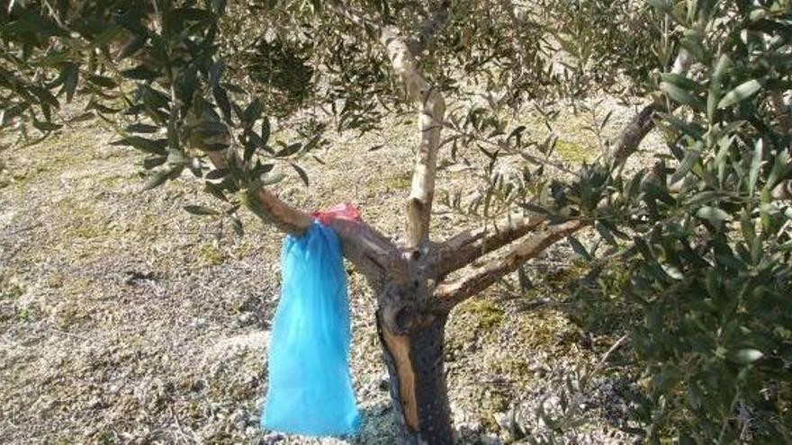 Los conejos arrasan los cultivos de la Vall d'Albaida y se ceban con los olivos