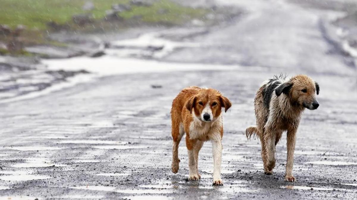 Perros abandonados caminando por una carretera bajo la lluvia.