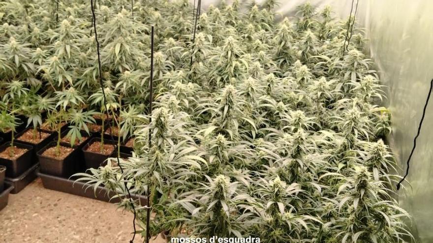 Dos detinguts i una investigada per tenir un cultiu de marihuana en una casa de Figueres