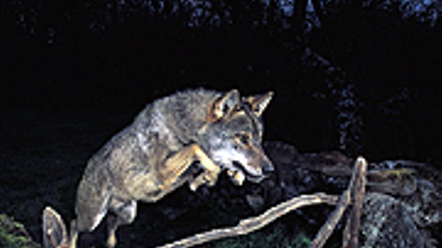 Retirado el premio al fotógrafo que captó la imagen del lobo ibérico