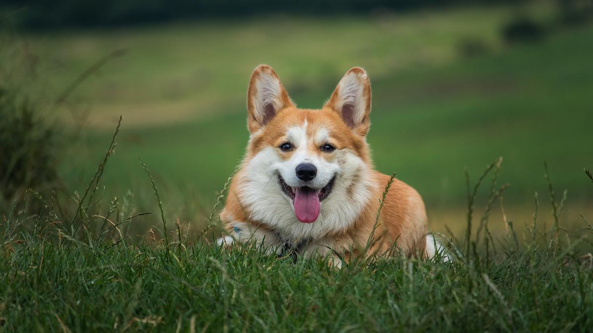 Imagen de archivo de un perro tumbado en el césped