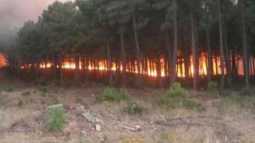 El incendio en Latedo del pasado mes de julio arrasando un valioso bosque de pinos en la Raya.