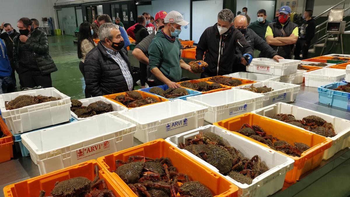 La subasta de la centolla en la lonja de Bueu.