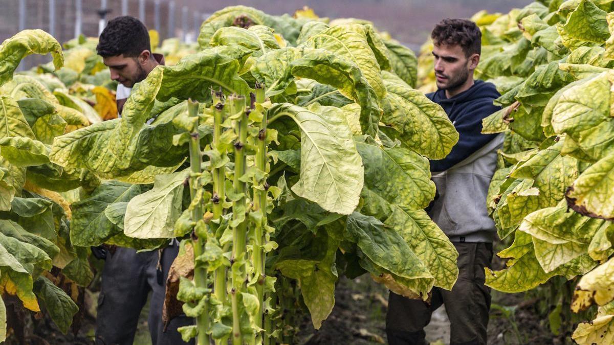 «22 millones de ayudas al tabaco generan 220 millones en rentas»