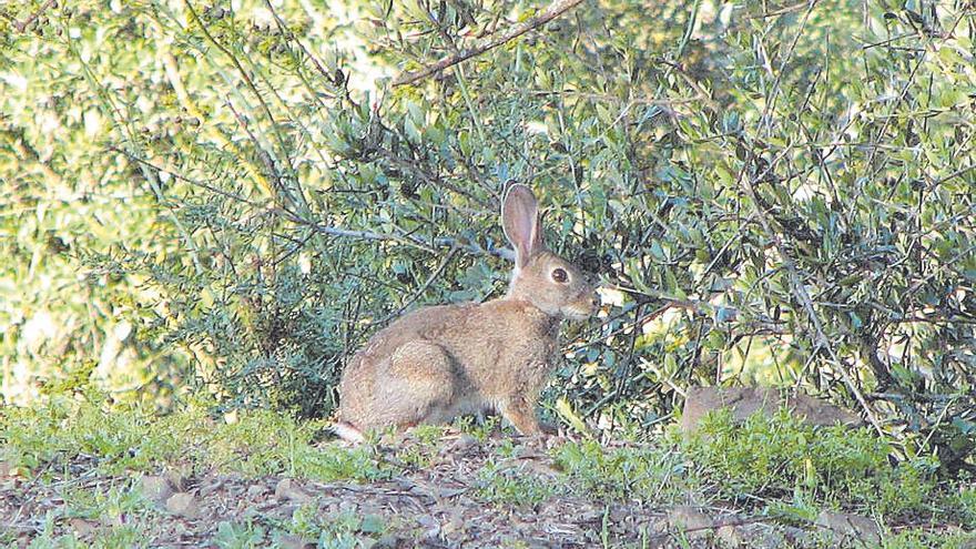 Ejemplar de conejo en el monte mediterráneo.