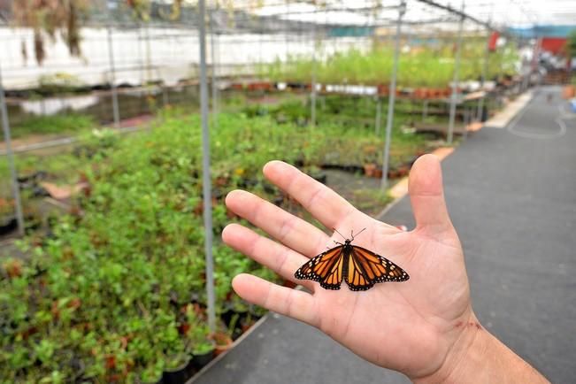 MARIPOSAS GRANJA