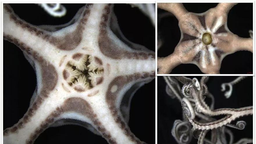 Descubren el primer ejemplar vivo en aguas gallegas de una «estrella cesta» típica del Mediterráneo