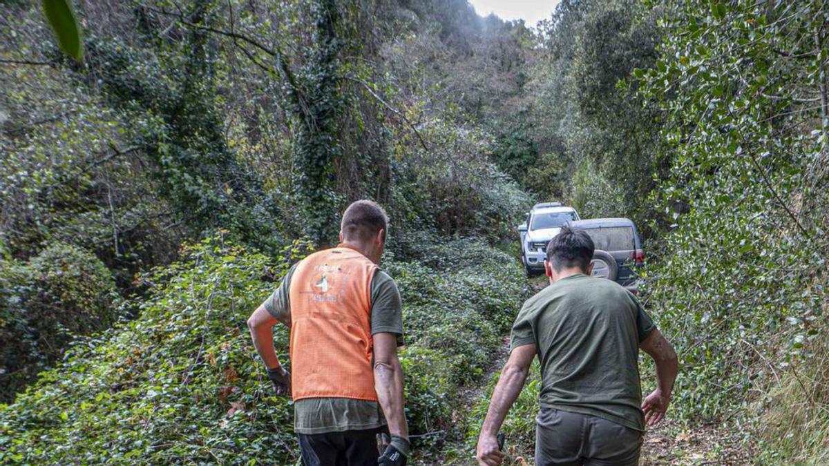 Caça de senglars en un vedat privat de la comarca del Gironès