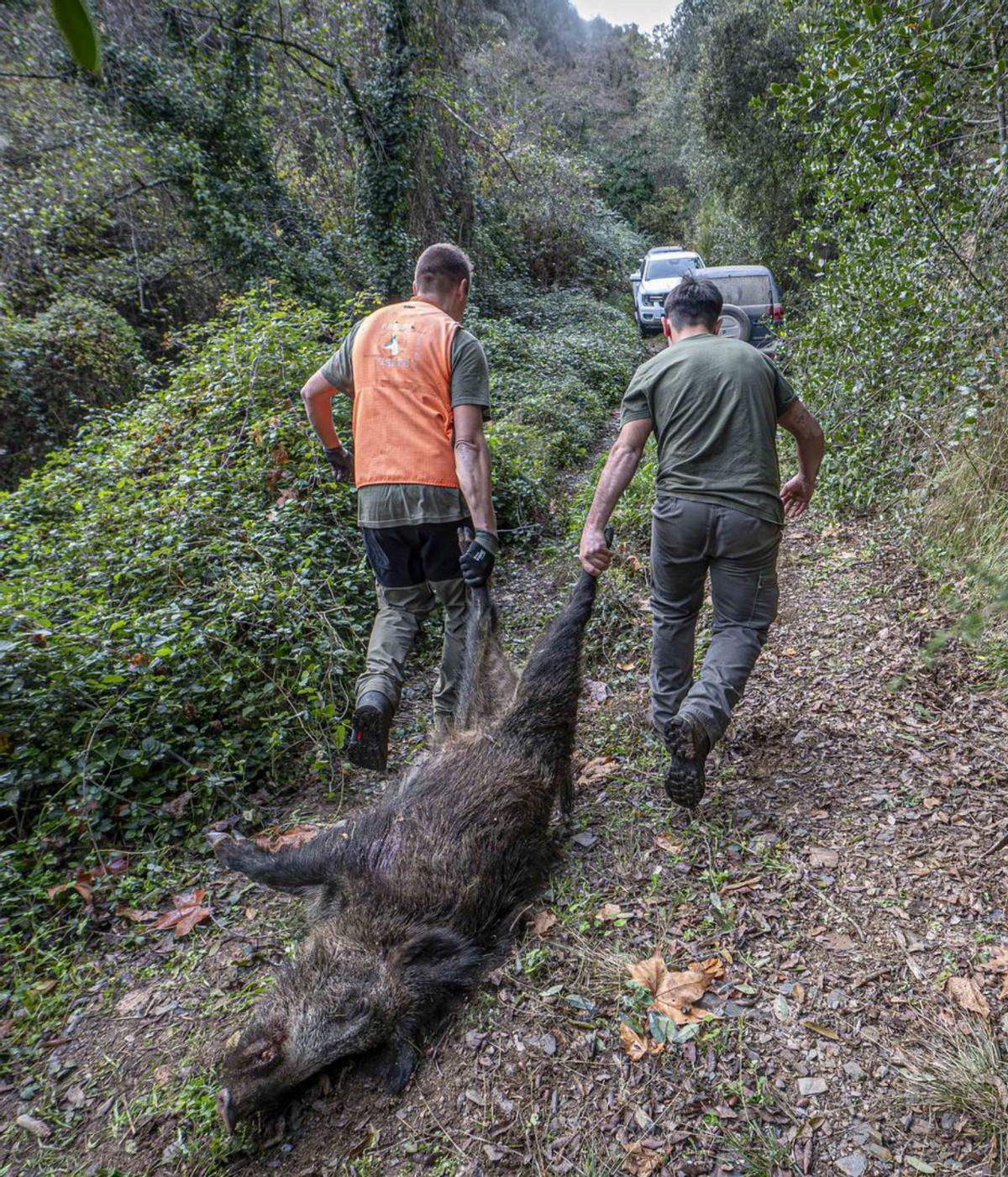 Catalunya vol eliminar la veda del senglar i permetre’n la caça tot l’any