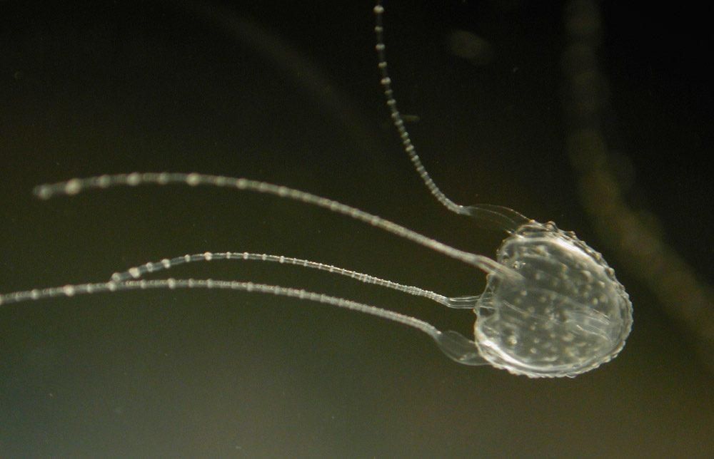 Las medusas más peligrosas del mundo