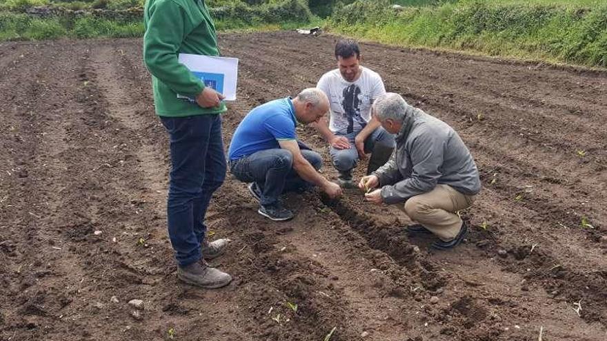 Últimos daños en una finca de maíz en Cangas.