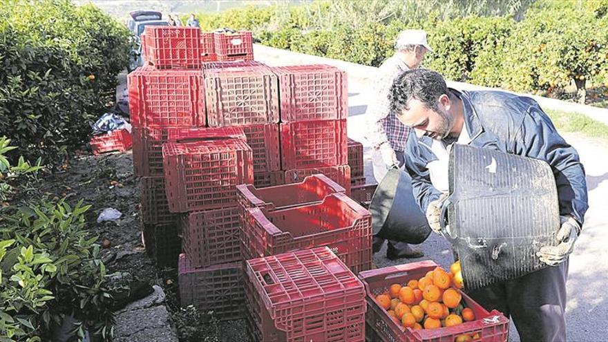 Las denuncias de citricultores de Castellón a comercios por incumplir tratos se disparan